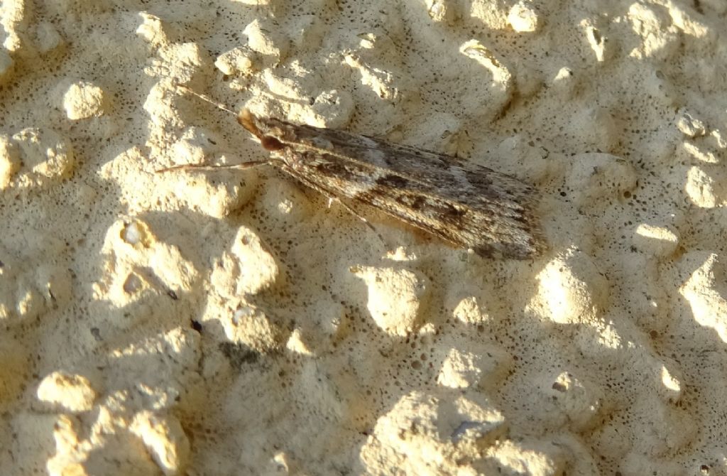 sembra:  Eudonia angustea - Crambidae